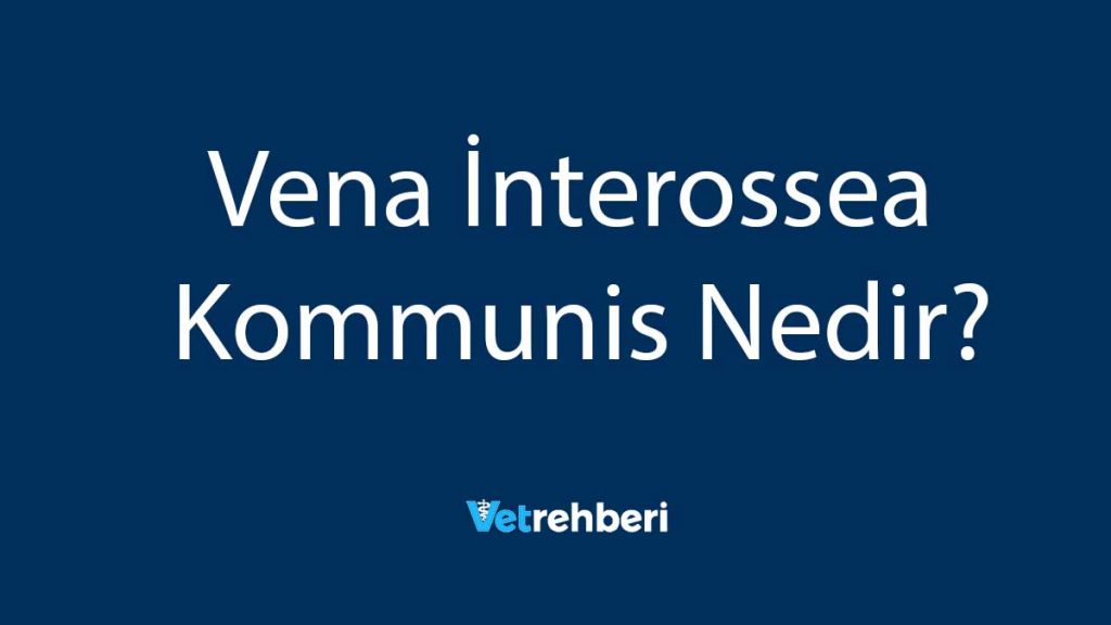 Vena İnterossea Kommunis Nedir?