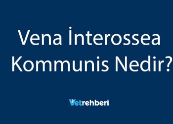 Vena İnterossea Kommunis Nedir?