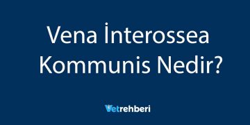 Vena İnterossea Kommunis Nedir?