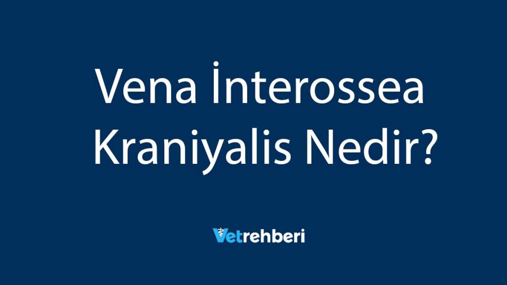 Vena İnterossea Kraniyalis Nedir?