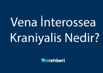 Vena İnterossea Kraniyalis Nedir?