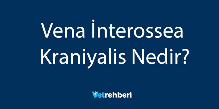 Vena İnterossea Kraniyalis Nedir?