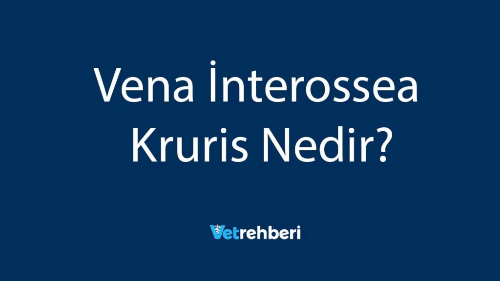 Vena İnterossea Kruris Nedir?