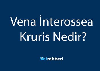 Vena İnterossea Kruris Nedir?