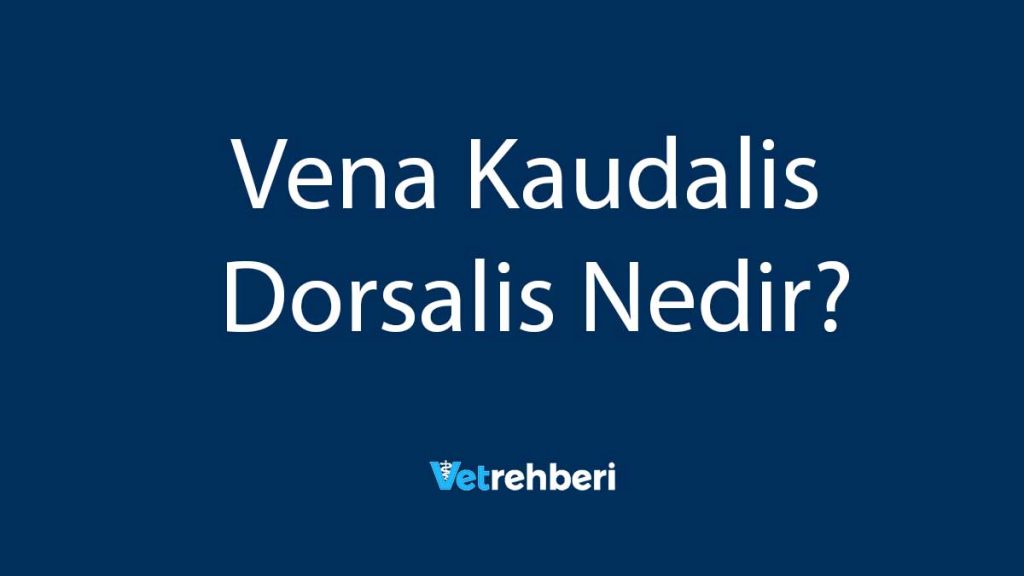 Vena Kaudalis Dorsalis Nedir?