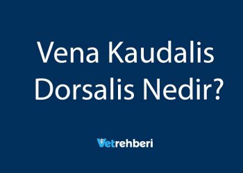 Vena Kaudalis Dorsalis Nedir?