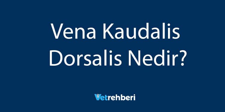 Vena Kaudalis Dorsalis Nedir?