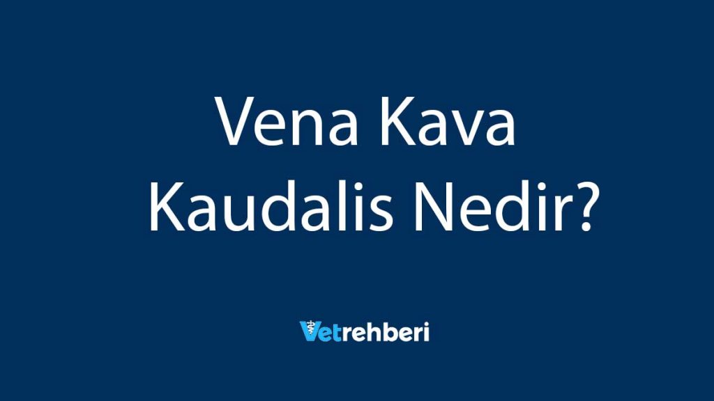 Vena Kava Kaudalis Nedir?