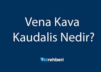 Vena Kava Kaudalis Nedir?