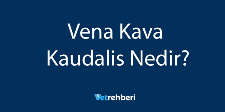 Vena Kava Kaudalis Nedir?