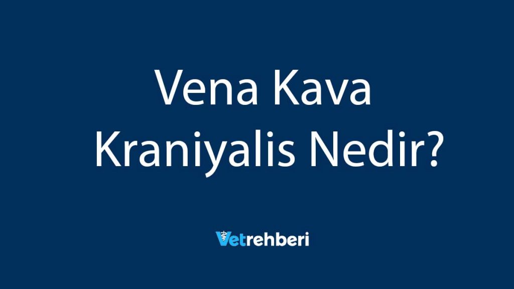 Vena Kava Kraniyalis Nedir?