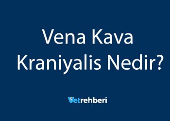 Vena Kava Kraniyalis Nedir?