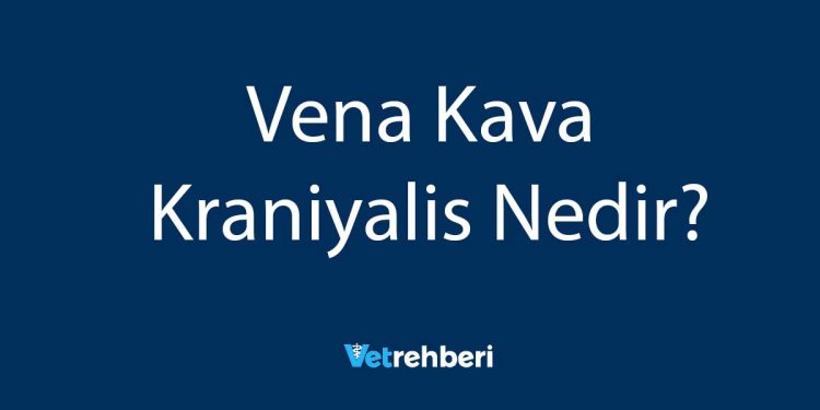 Vena Kava Kraniyalis Nedir?