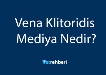 Vena Klitoridis Mediya Nedir?