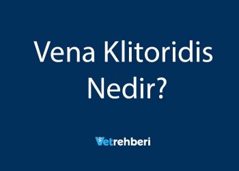 Vena Klitoridis Nedir?