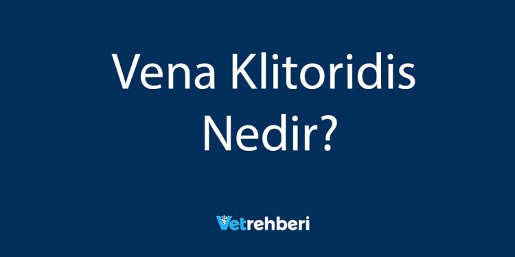 Vena Klitoridis Nedir?