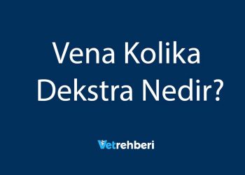 Vena Kolika Dekstra Nedir?