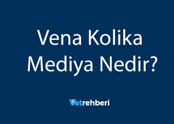 Vena Kolika Mediya Nedir?