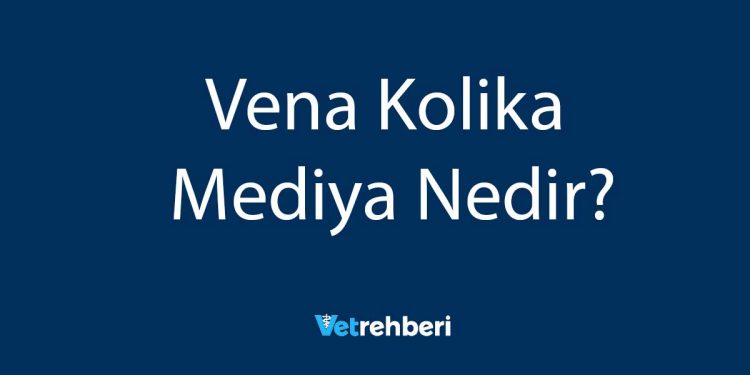 Vena Kolika Mediya Nedir?