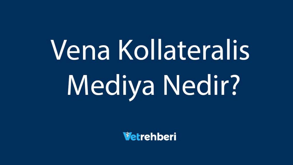 Vena Kollateralis Mediya Nedir?