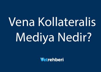 Vena Kollateralis Mediya Nedir?