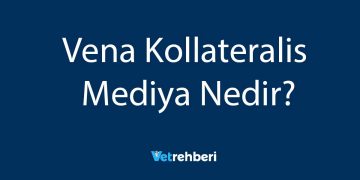 Vena Kollateralis Mediya Nedir?