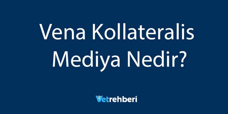 Vena Kollateralis Mediya Nedir?