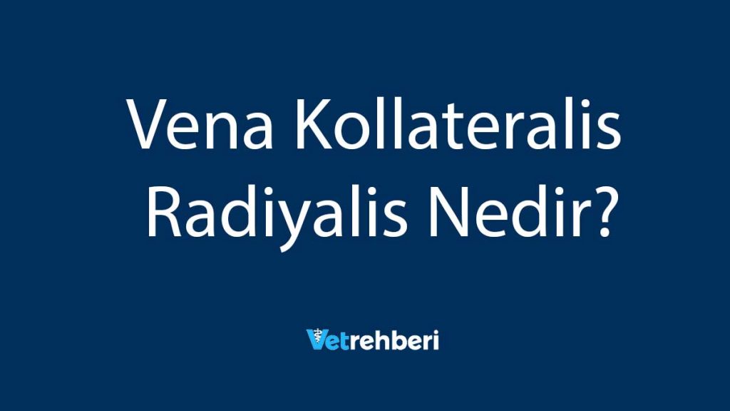 Vena Kollateralis Radiyalis Nedir?