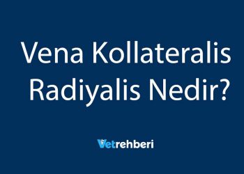 Vena Kollateralis Radiyalis Nedir?