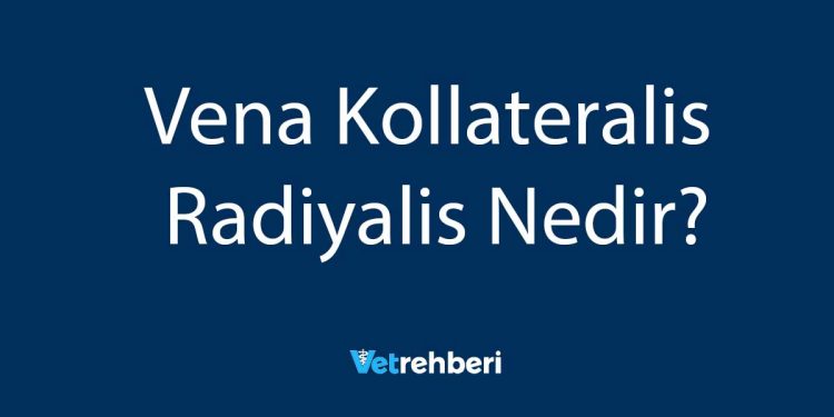 Vena Kollateralis Radiyalis Nedir?