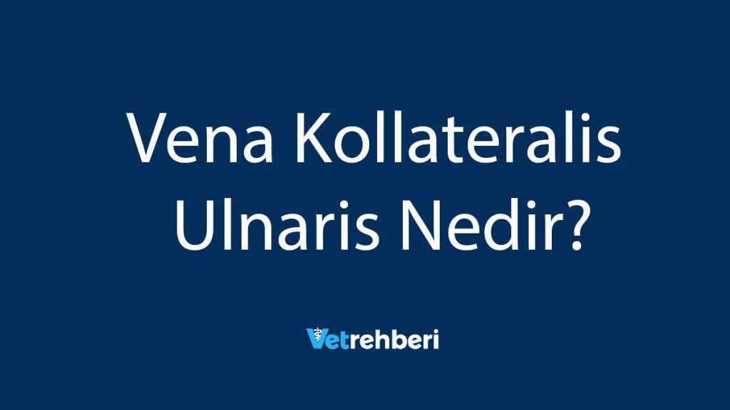 Vena Kollateralis Ulnaris Nedir?