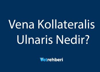 Vena Kollateralis Ulnaris Nedir?