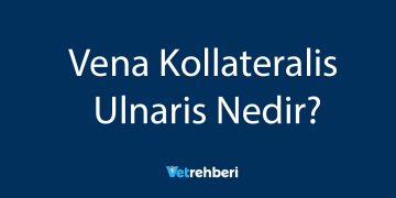 Vena Kollateralis Ulnaris Nedir?
