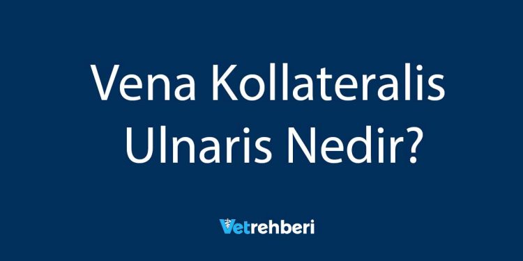 Vena Kollateralis Ulnaris Nedir?