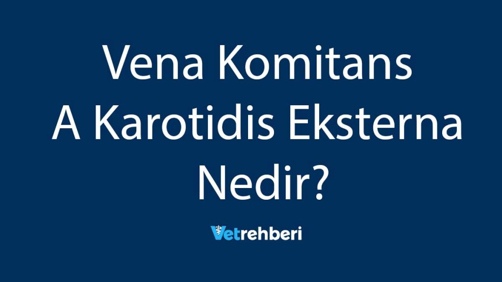 Vena Komitans A Karotidis Eksterna Nedir?