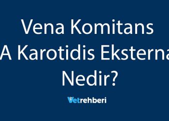 Vena Komitans A Karotidis Eksterna Nedir?