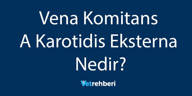 Vena Komitans A Karotidis Eksterna Nedir?