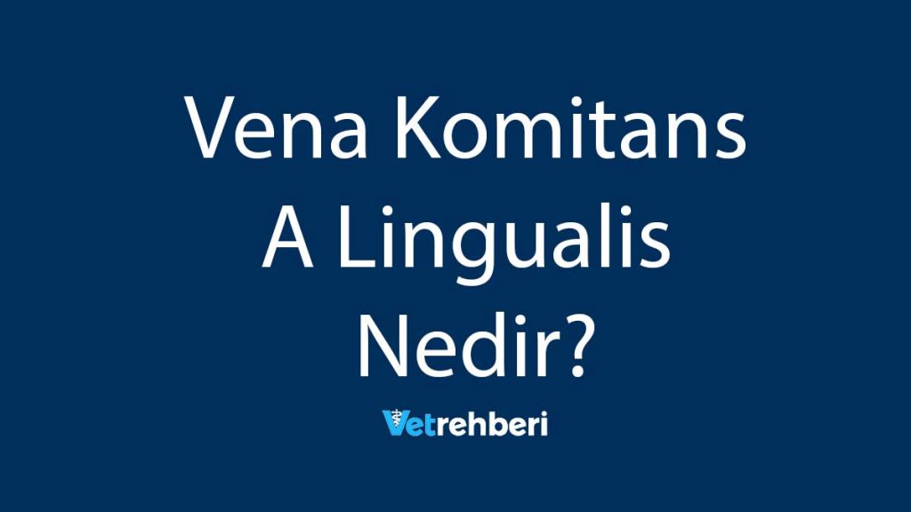 Vena Komitans A Lingualis Nedir?