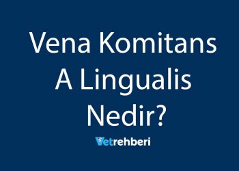 Vena Komitans A Lingualis Nedir?