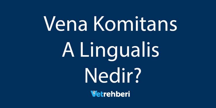 Vena Komitans A Lingualis Nedir?