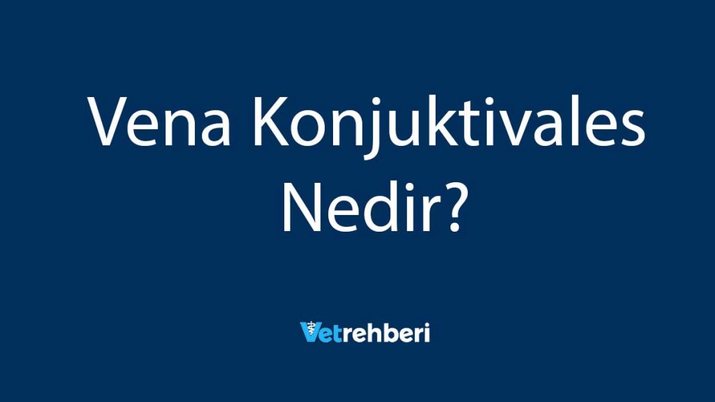 Vena Konjuktivales Nedir?