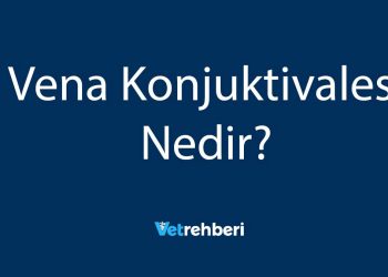 Vena Konjuktivales Nedir?