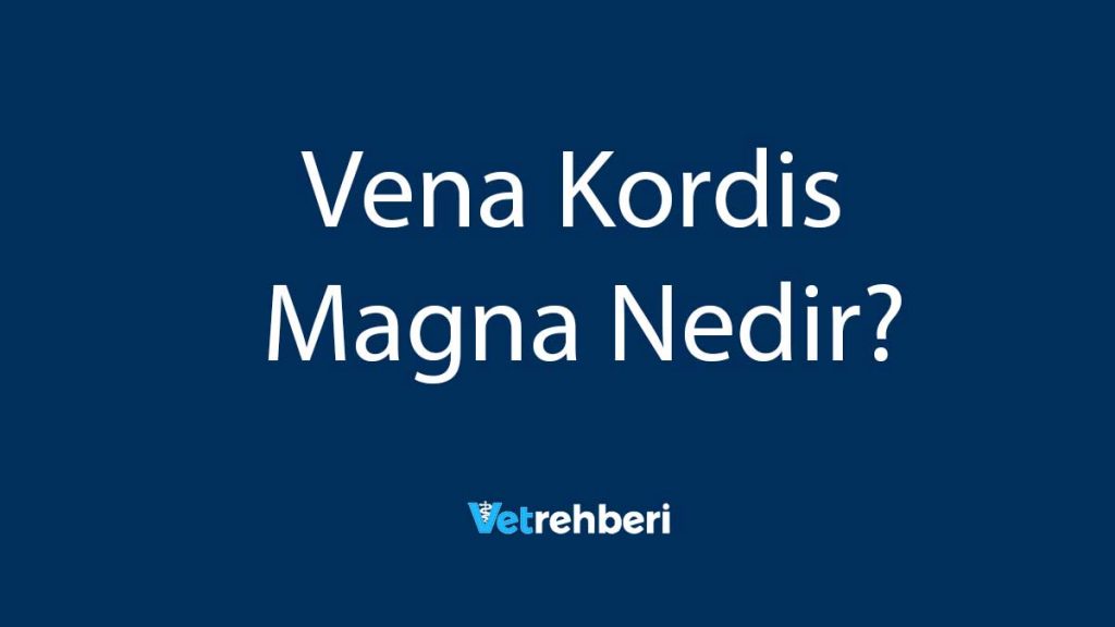 Vena Kordis Magna Nedir?