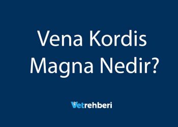 Vena Kordis Magna Nedir?
