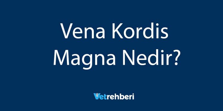 Vena Kordis Magna Nedir?