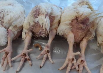 Broilerde Ayak Sağlığı