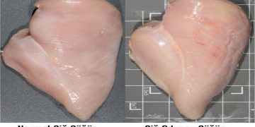 Broilerlerde Odunumsu Göğüs (Woody Breast) Sendromuna Fitaz Enziminin Etkisi