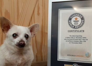 Dünyanın Yaşayan En Yaşlı Köpeği Spike ile Tanışın