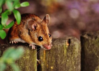 Fare Lekeli Ateşi (Endemik Tifüs) Hastalığı