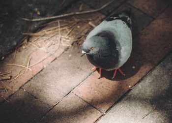 Güvercinlerde Parazit ve Hastalıkların Kontrolü